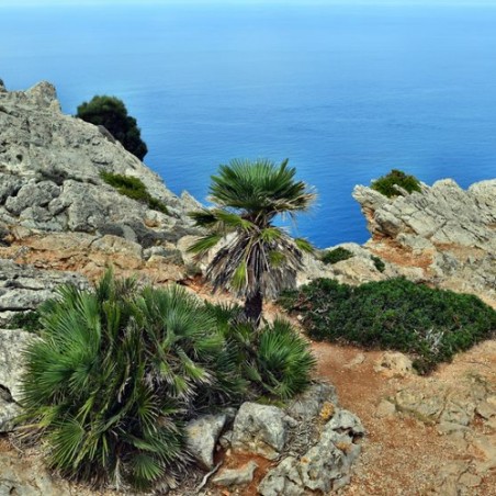 Palmier nain Chamaerops humilis graines seeds rocher rocaille mer
