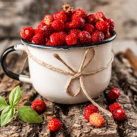 Fraisier productif type fraise des bois graines semences non traitées