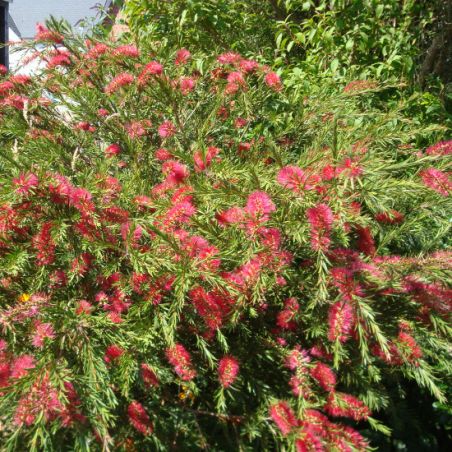 RINCE BOUTEILLES Rouge callistemon graines semences seeds