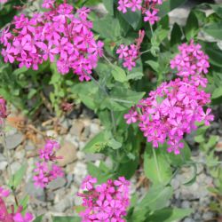 SILENE à BOUQUETS silene armeria graines