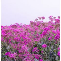 SILENE à BOUQUETS silene armeria graines