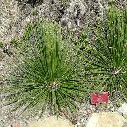 Agava striata mexique graines semences seeds