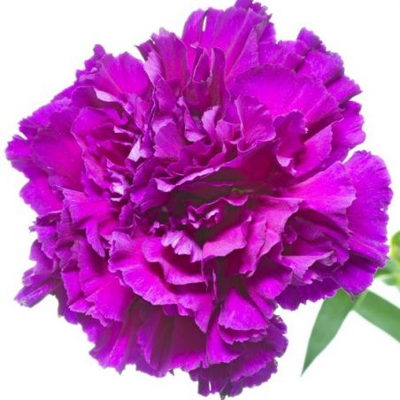 OEILLET des FLEURISTES CHABAUD VIOLET graines semences fleur