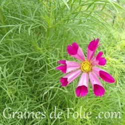 Cosmos bipinnatus seashells mélange de couleurs graines semences de fleurs