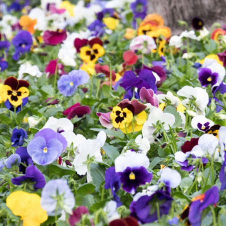 PENSEE GEANTE de SUISSE Mélange couleur graines semences fleur