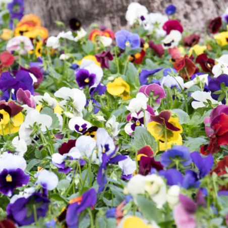 PENSEE GEANTE de SUISSE Mélange couleur graines semences fleur