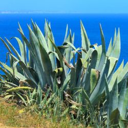 AGAVE d' AMERIQUE agave americana graines