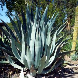 AGAVE d' AMERIQUE agave americana graines