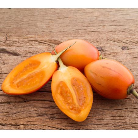 TAMARILLO JAUNE Tomate en Arbre yellow cyphomandra solanum betacea graines semences seeds