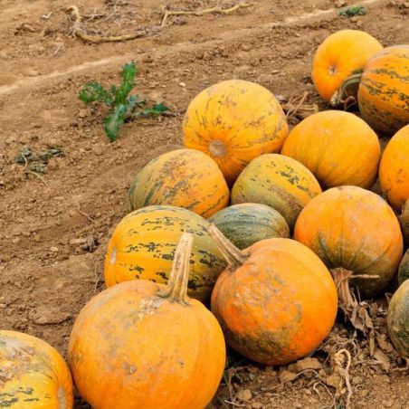 BIO Courge à Huile RETZER GOLD graines semences winter squash seeds