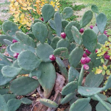 CACTUS FIGUIER des BARBARIES opuntia ficus indica - fruit violet graines