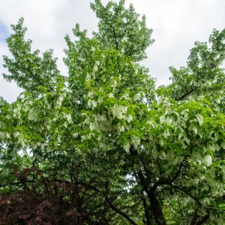 ARBRE aux MOUCHOIRS davidia involucrata graines semences seeds