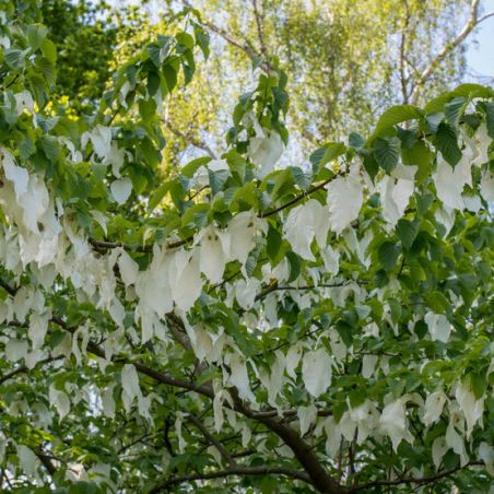 ARBRE aux MOUCHOIRS davidia involucrata graines semences seeds
