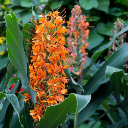 Hedychium coccineum graines semences