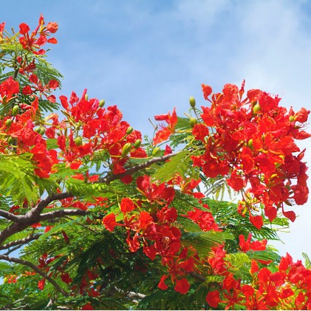 FLAMBOYANT delonix regia graines semences seeds