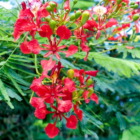 FLAMBOYANT delonix regia graines semences seeds