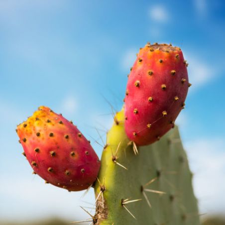 CACTUS FIGUIER des BARBARIES opuntia ficus indica graines