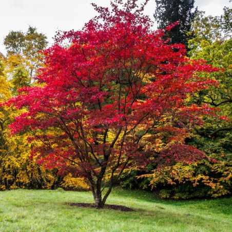 ERABLE DU JAPON acer palmatum graines semences seeds bonsai