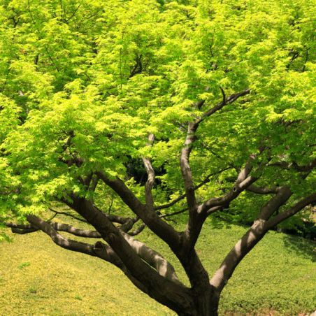 ERABLE DU JAPON acer palmatum graines semences seeds bonsai