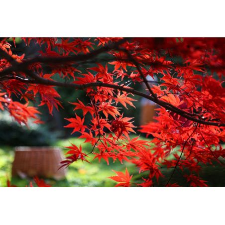 ERABLE DU JAPON acer palmatum graines semences seeds bonsai