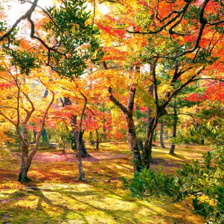 ERABLE DU JAPON acer palmatum graines semences seeds bonsai