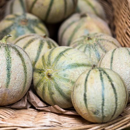 Melon CHARENTAIS graines semences anciennes oubliées