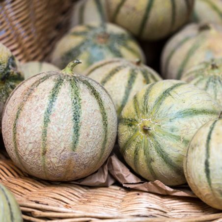 Melon CHARENTAIS graines semences anciennes oubliées