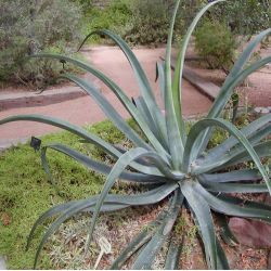 Agave vilmoriniana graines semences seeds wiki wikimedia Stan Shebs