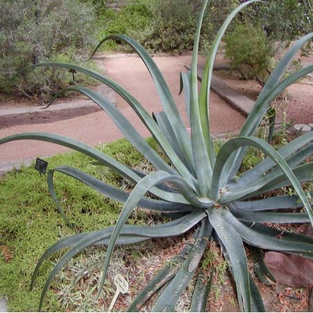 Agave vilmoriniana graines semences seeds wiki wikimedia Stan Shebs