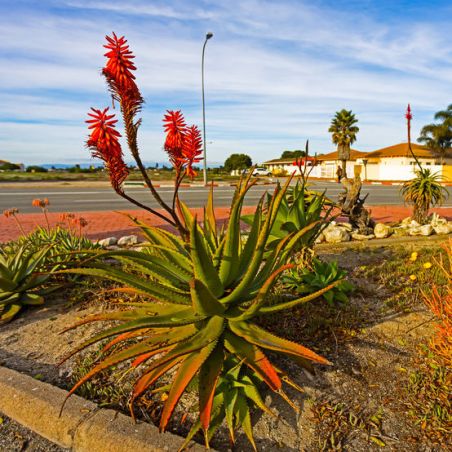 Aloès du Cap aloe ferox graines semences seeds samen plantes exotiques