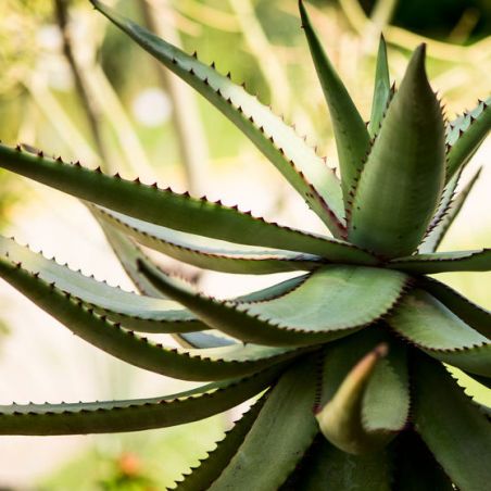 Aloès du Cap aloe ferox graines semences seeds samen plantes exotiques