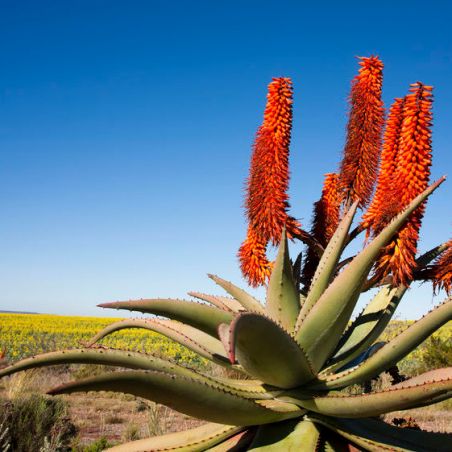 Aloès du Cap aloe ferox graines semences seeds samen plantes exotiques