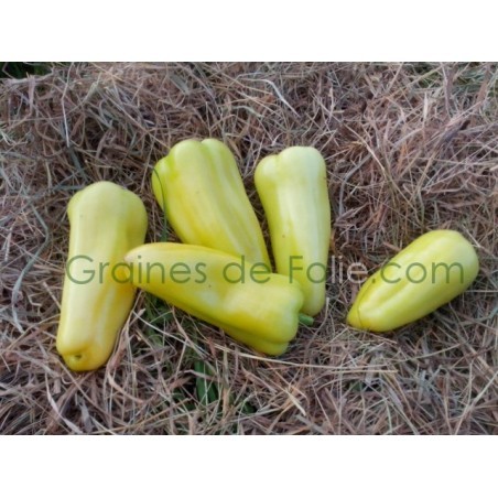 Poivron blanc diamond semences graines certifiée BIO