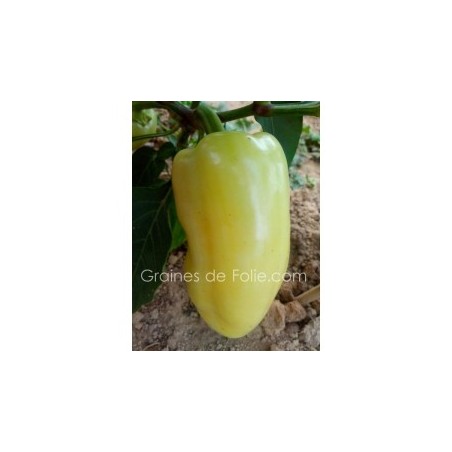 Poivron blanc diamond semences graines certifiée BIO