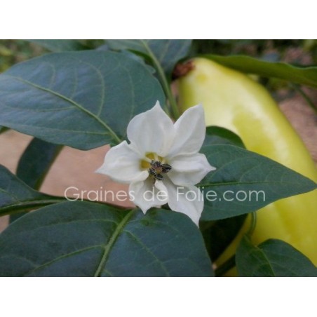 Poivron blanc diamond semences graines certifiée BIO