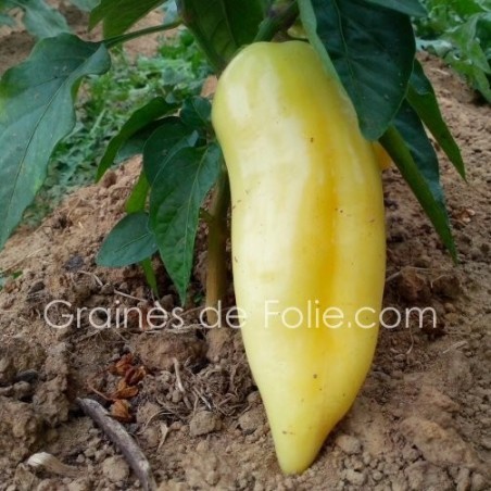 Poivron blanc diamond semences graines certifiée BIO