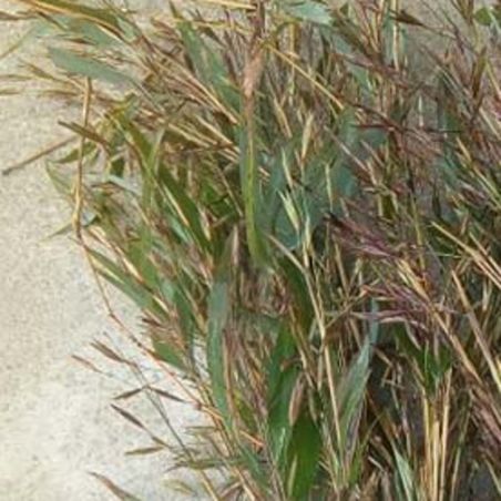BAMBOU non traçants Fargesia south yunnan graines semences bamboo seeds