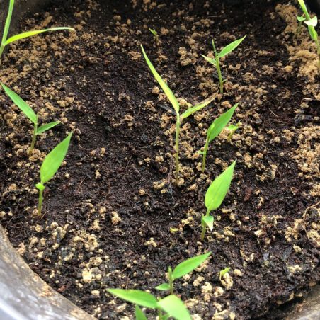 BAMBOU non traçants Fargesia south yunnan graines semences bamboo seeds