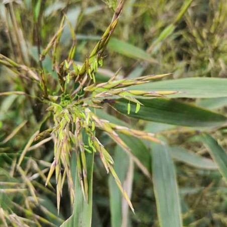 bambou fargesia guizou rustique et non traçants seeds samen zaden semi semilla graines semences bamboo bambus