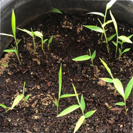 bambou fargesia guizou rustique et non traçants bambou seeds samen zaden semi semilla graines semences bamboo bambus