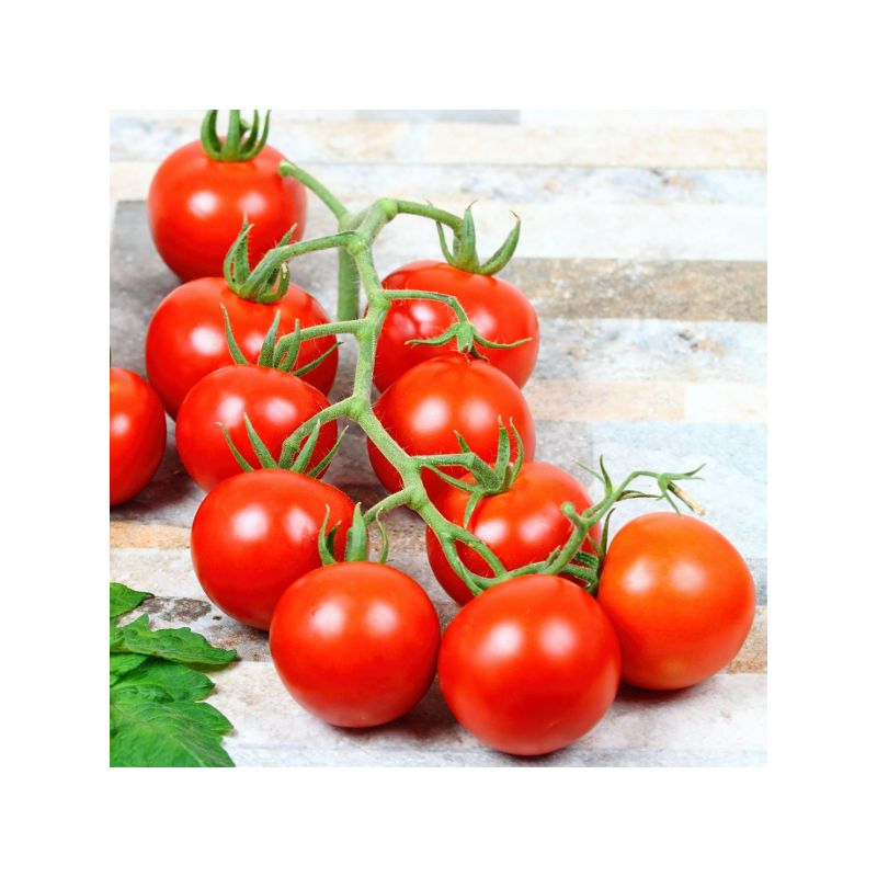 Tomate Cerise Rouge Bio en 250 g - Cultivées en France - Achat / Vente 