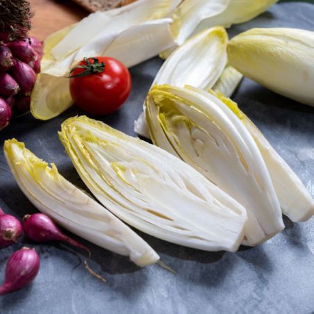 Endive Chicorée de BRUXELLES WITLOOF