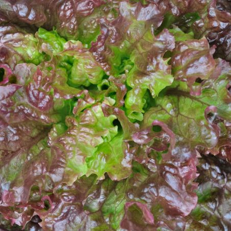 Laitue rouge Grenobloise graines semences