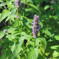 BIO Menthe Coréenne - agastache rugosa graines aromates plantes aromatique