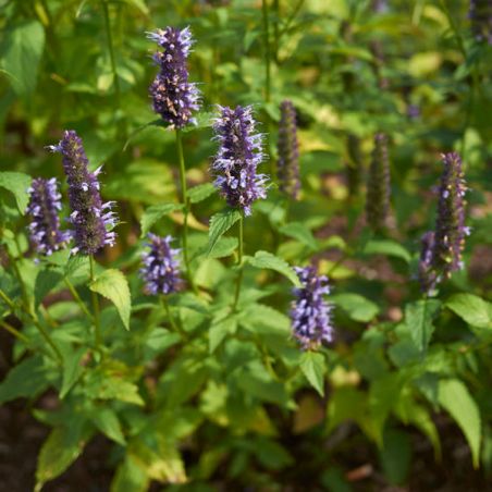 BIO Menthe Coréenne - agastache rugosa seeds semilla samen zaden semi