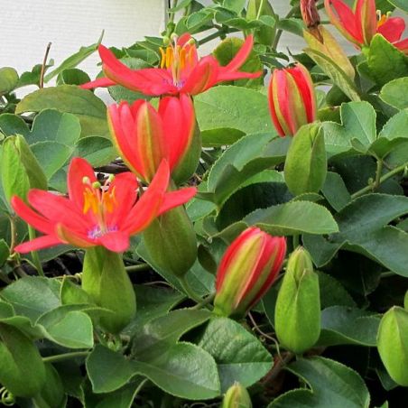 Passiflore Passiflora manicata graines plantes exotiques wikimedia K M from New York City