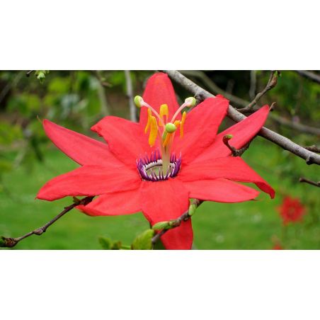 Passiflore Passiflora manicata wikimedia K M from New York City  seeds samen semilla semi zaden