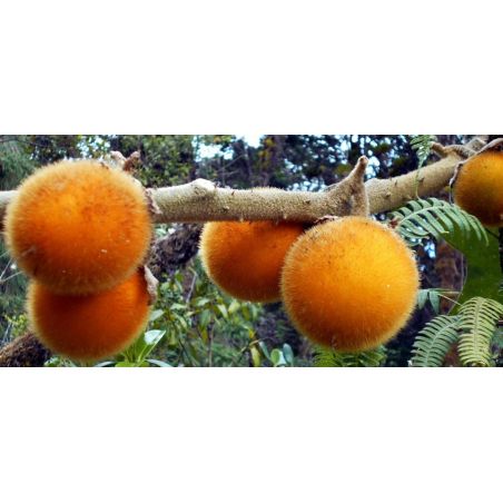 NARANGILLE Morelle de Quito solanum quitoense graines semences seeds