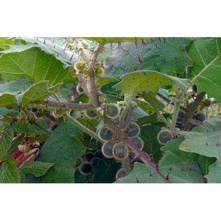 NARANGILLE Morelle de Quito solanum quitoense graines semences seeds