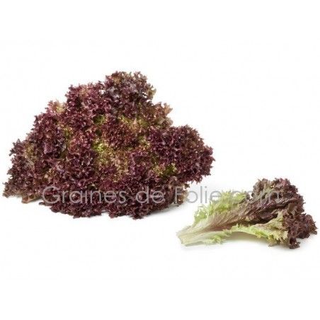 Laitue Frisée LOLLO ROSSA graines semences certifiées agriculture bio